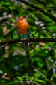 118 Rio Celeste, rosse motmot